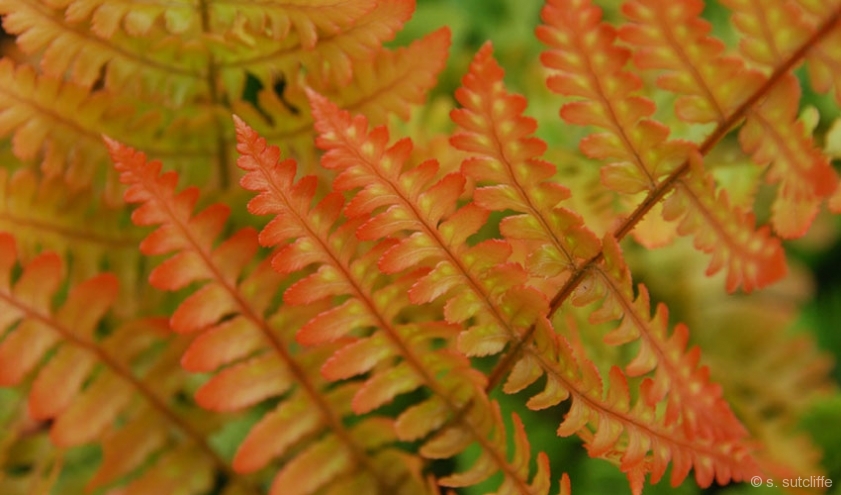 Red Fern Plant Pictures Stories Sexy