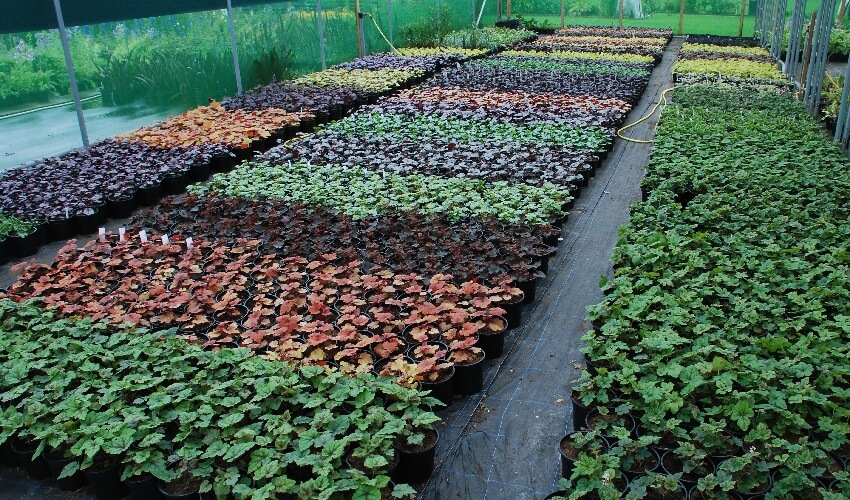 A row of different coloured Heucheras in situ at the nursery