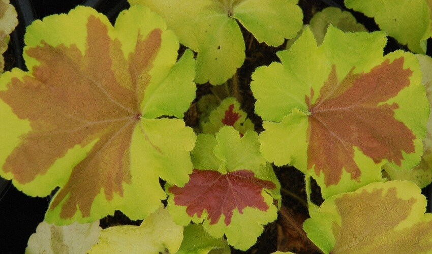 Green and brown slodged leaves of Heuchera kadastra