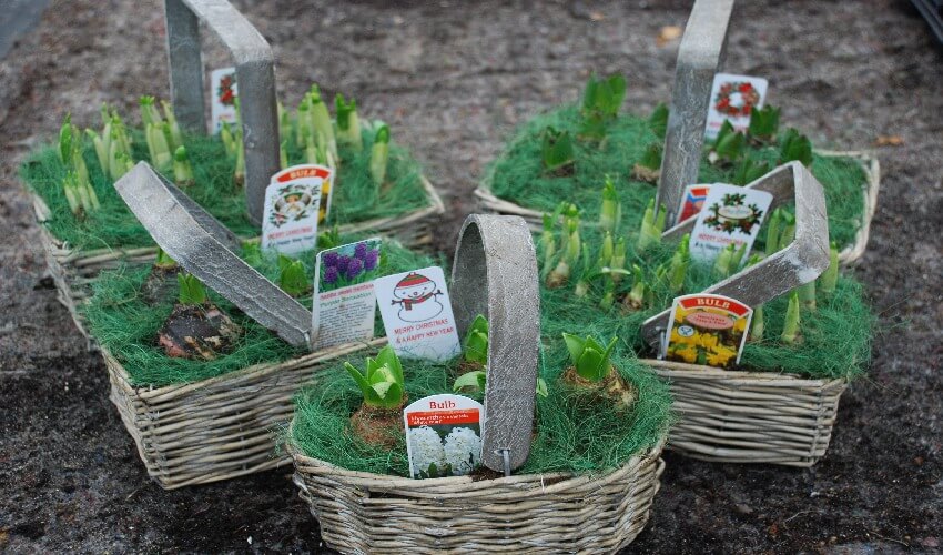 Christmas wicker planters filled with bulbs and Christmas gift tags