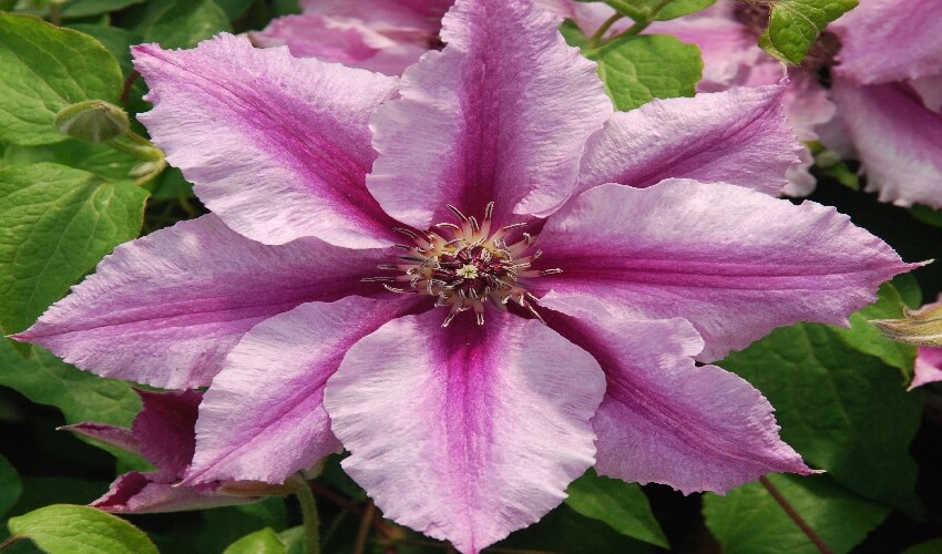 A picture of the pink and mauve petalled Clematis Ohh La La