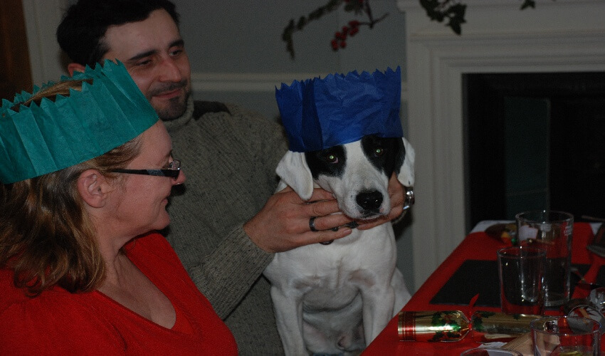 Tonto the nursery dog wearing a blue christmas cracker hat sitting on the lap of one of the How Green workers at their staff Christmas meal