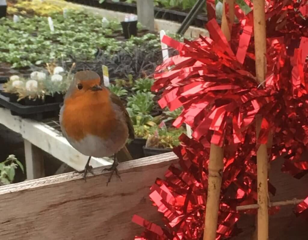 Dave the How Green nursery robin perching on a workbench in the greenhouse beside red tinsel