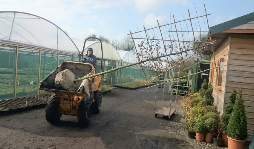 pleached tree being moved around nrsery on a digger