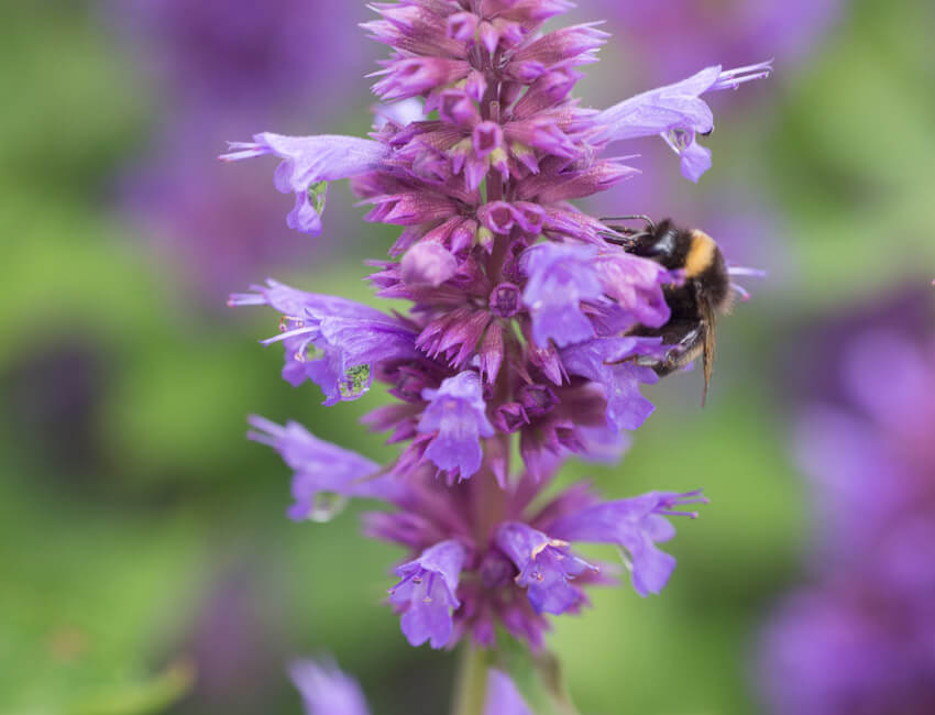 A bumble bee on a purple agastache