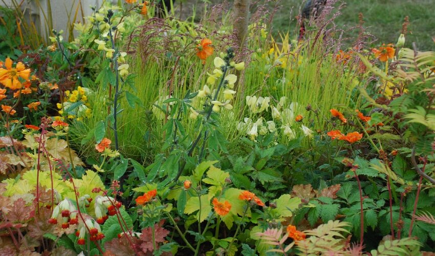 A colourful display of some of our plants including Geums