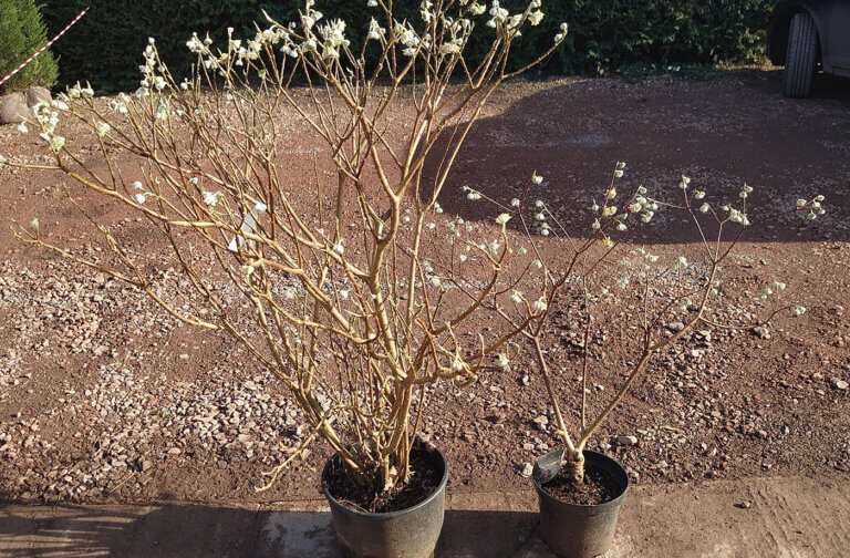 Edgeworthia chrysantha in two pot sizes