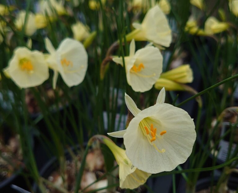 Narcissus Arctic Bells in flower