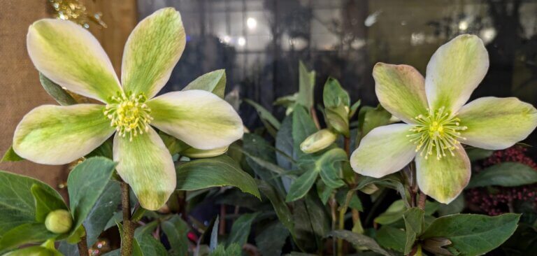 Helleborus ericsmithii ‘Winter Star' in flower