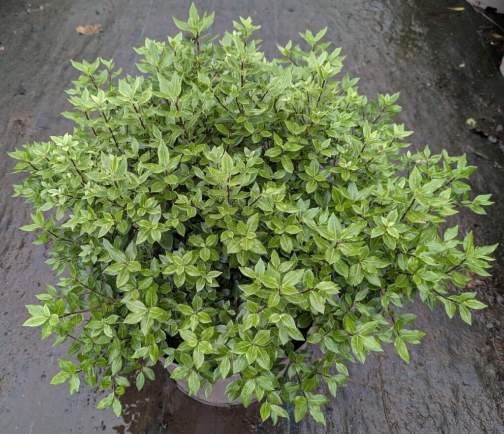 Pittosporum Midget in 10 litre pot