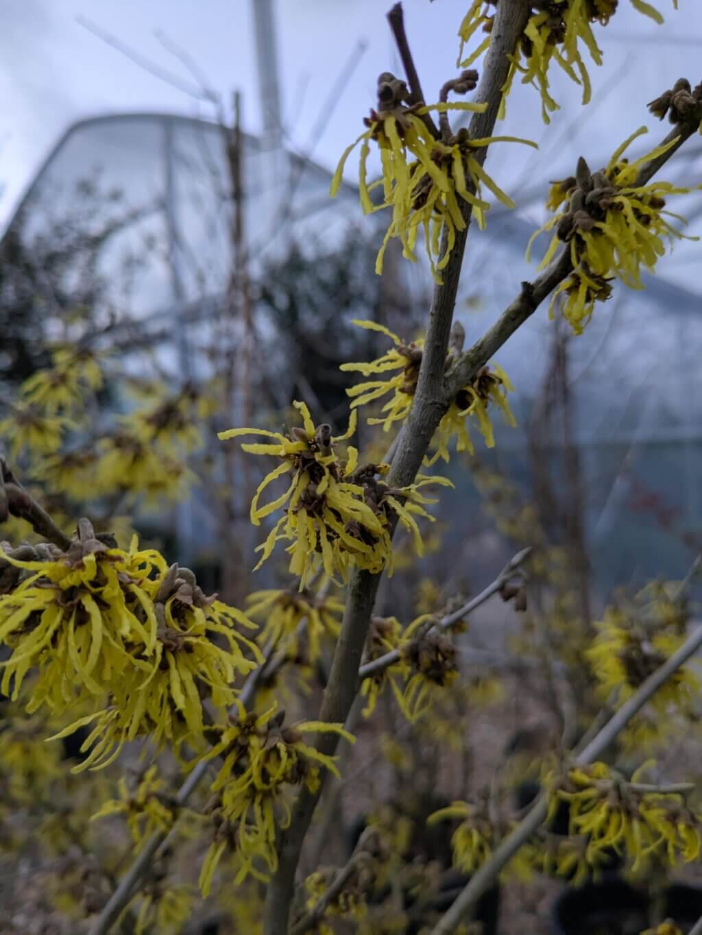 Hamamelis Arnold Promise