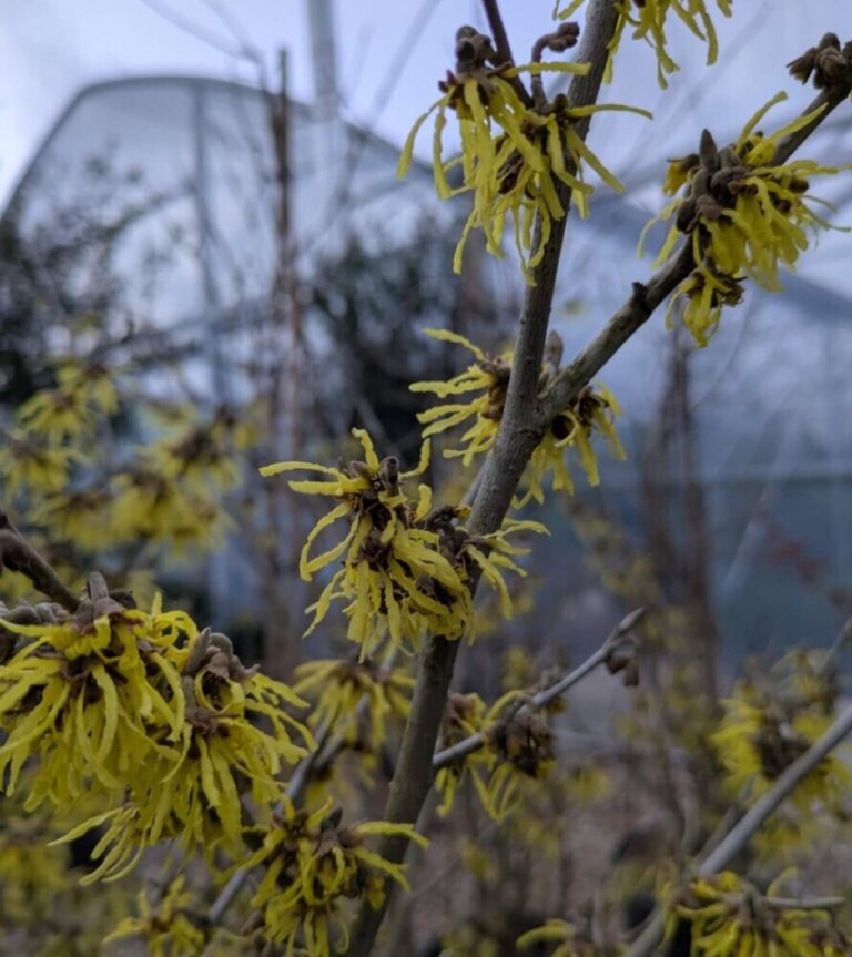 Hamamelis Arnold Promise