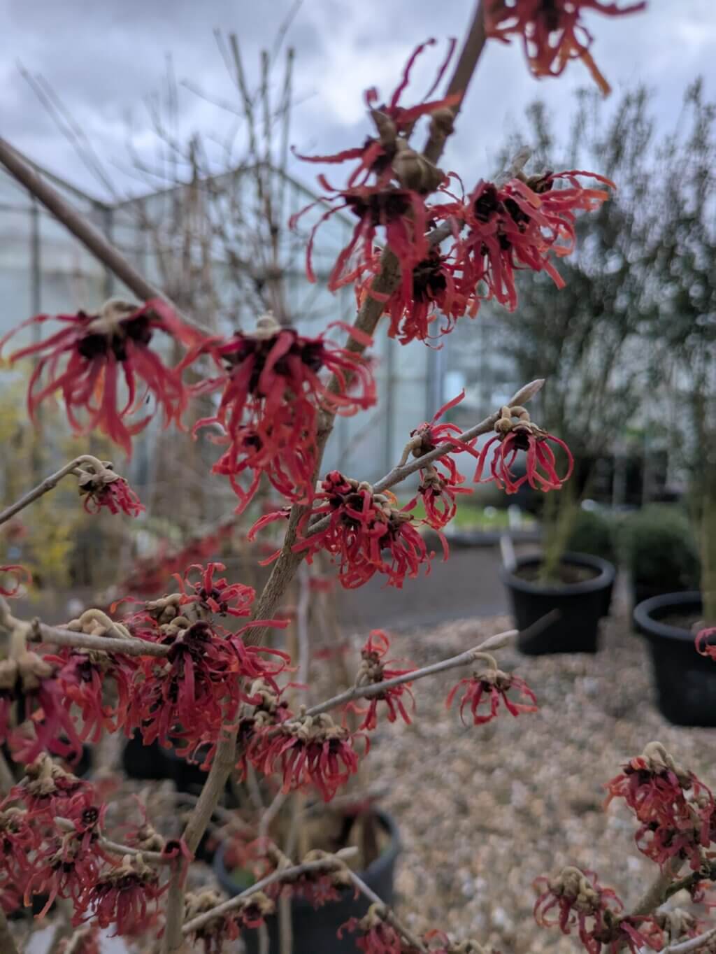 Hamamelis Diane