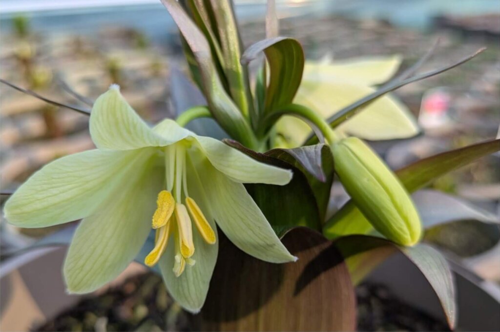 Fritillaria raddeana in flower