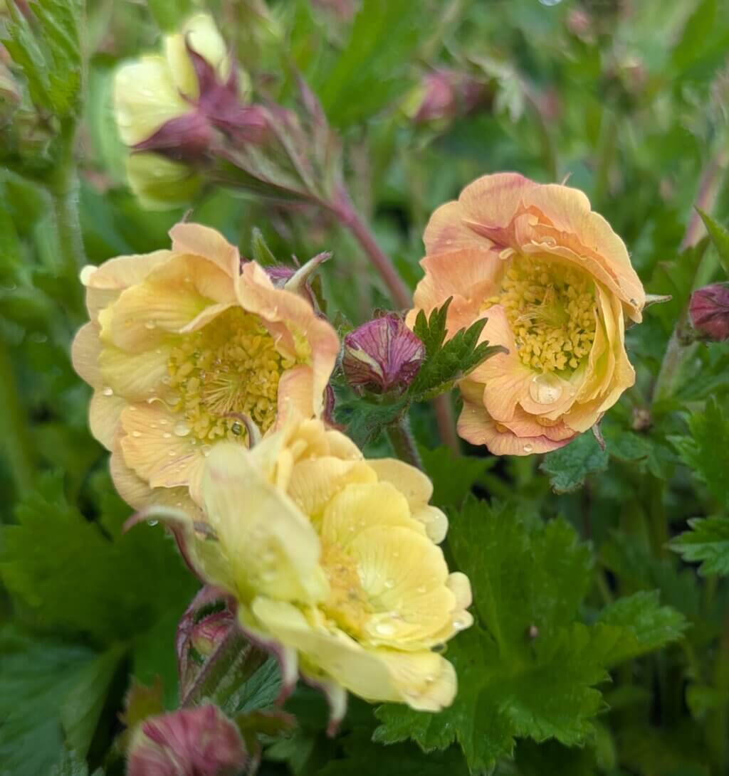 Geum Mai Tai