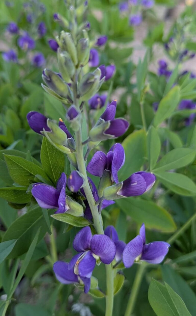 Baptisia australis ‘Blueberry Sundae'