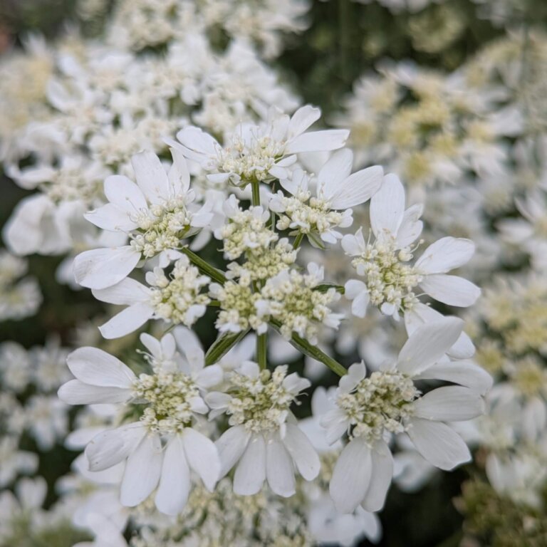 Orlaya grandiflora white flowers in bloom