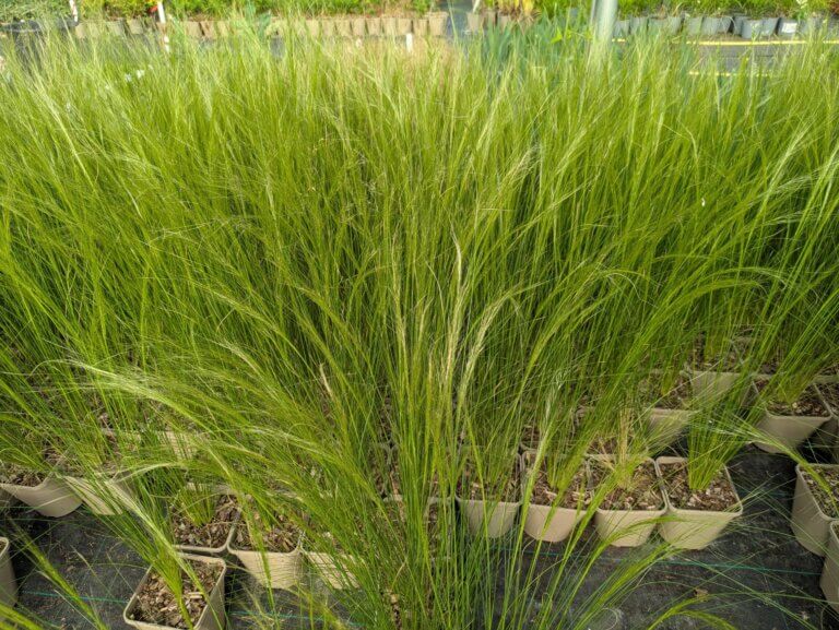 Stipa lessingiana