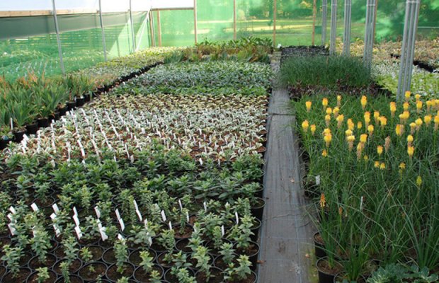 young plants in one of the nursery polytunnels