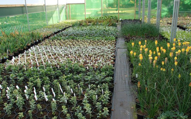 young plants in one of the nursery polytunnels