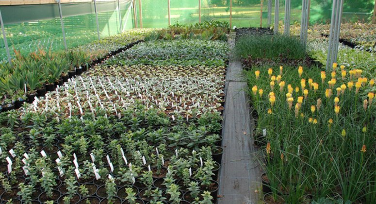 young plants in one of the nursery polytunnels