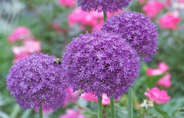 Alliums