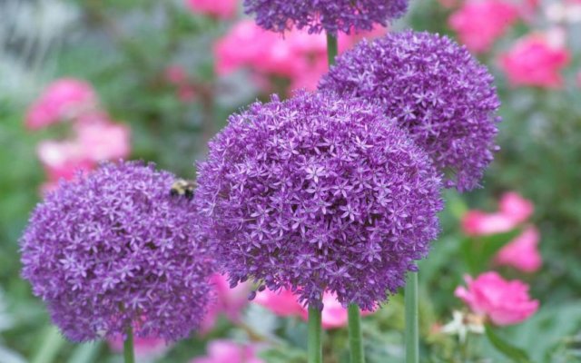 Alliums