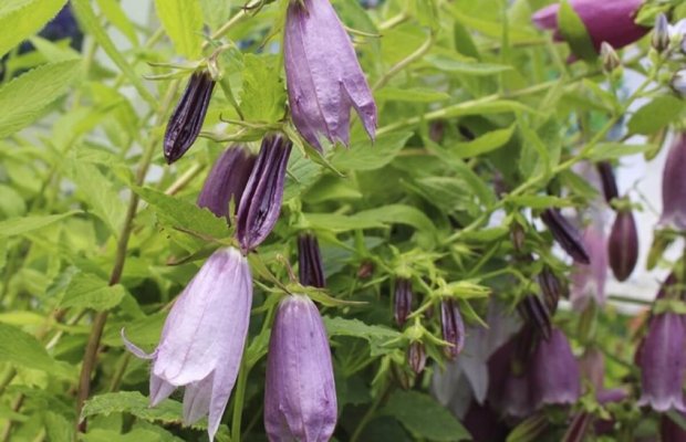 Campanula 'Iridescent bells'