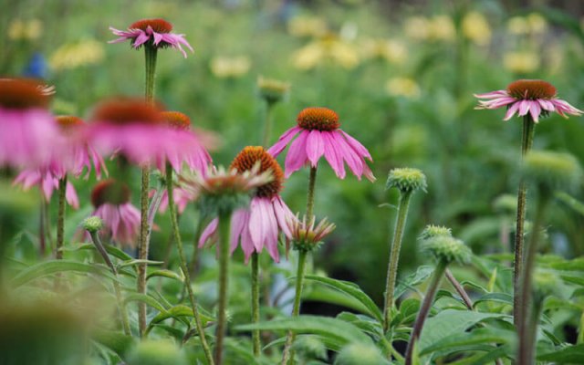 pink echinaceas